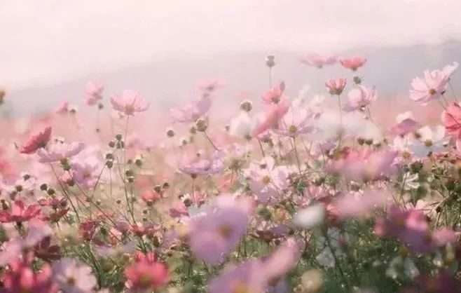 火影忍者真人视频