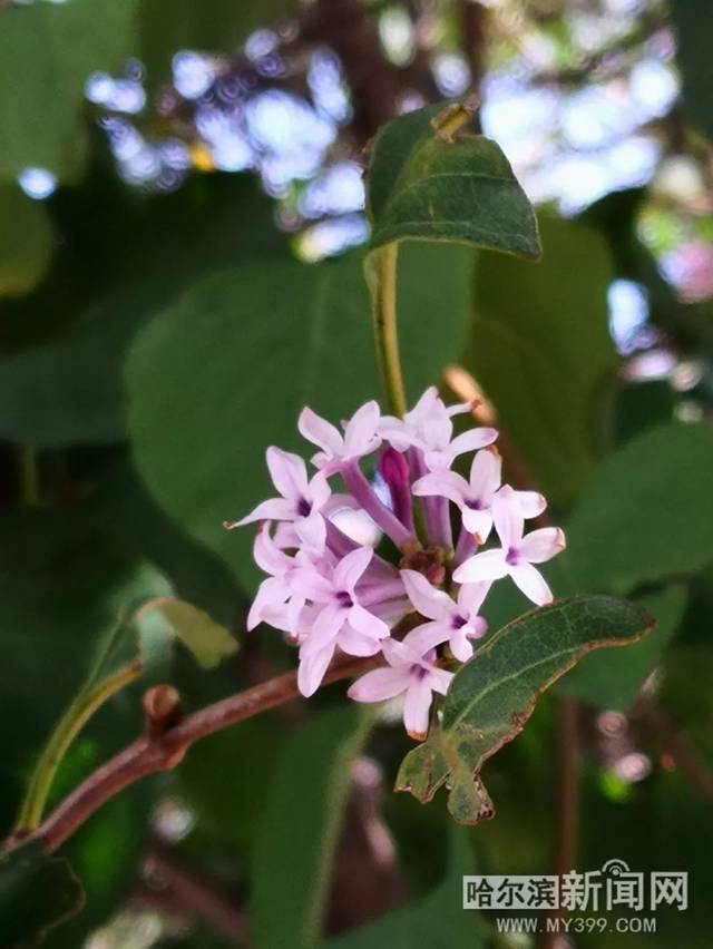 51吃瓜暗网黄网 网络不是黄网法外之地