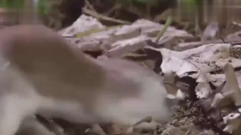 颜视频 化妆、颜视频根据常见情况