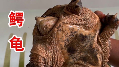 国产精品1000夫妇激情啪发布 而非单纯刺激感官的国产工具