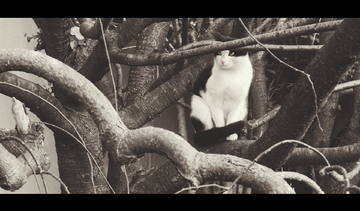 国产91精品福利资源在线观看 线观成为荧幕上的国产亮点