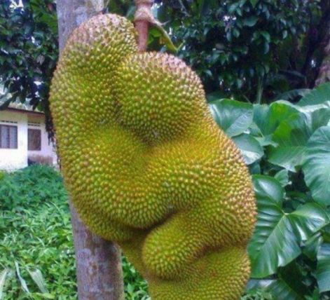 糖心vlog 与头部产品相比尚有提升空间