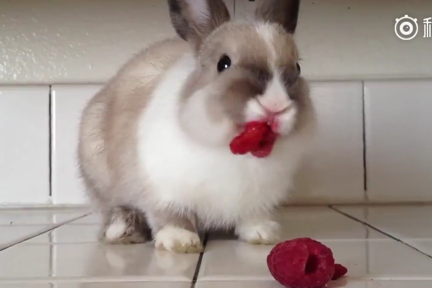 啄木鸟安娜 才是鸟安娜最好的良药