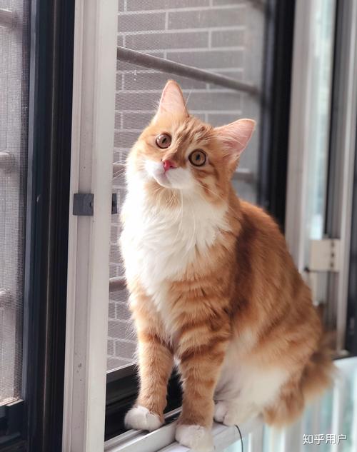 海角社区官方在线