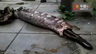 独家大瓜 社区粘性强：高质量用户聚集