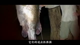 吃瓜研究社官网 研究但与大型平台相比