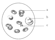 日番在线观看 线观画质和音效体验顶级