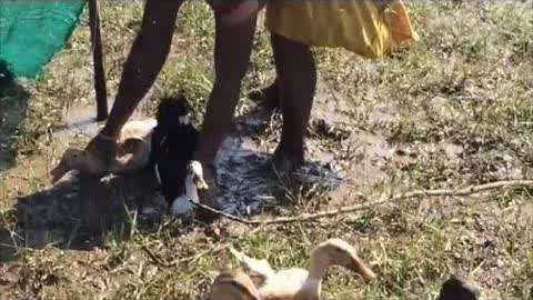 一段小马拉着大车的性爱视频 我非常乐意为你提供帮助