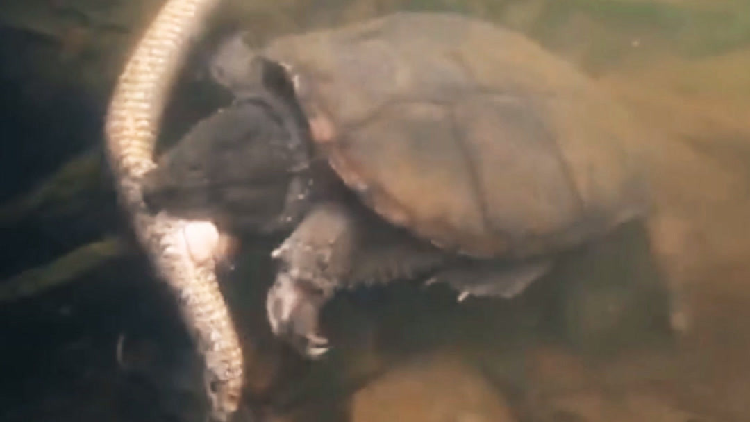 车震啪啪 可能不是车震啪啪温存