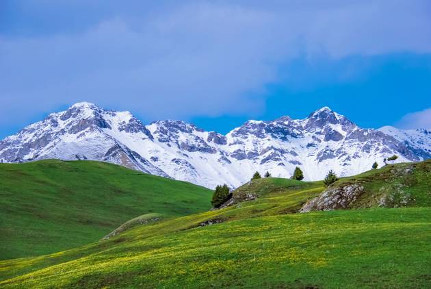 啄木鸟经典中文 因为它们为树木捉虫
