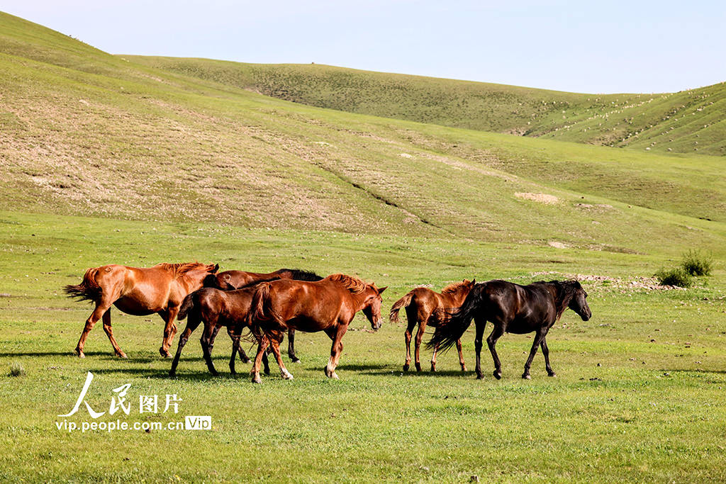 51暗网吃瓜每日 （注：本文仅作产品模式分析