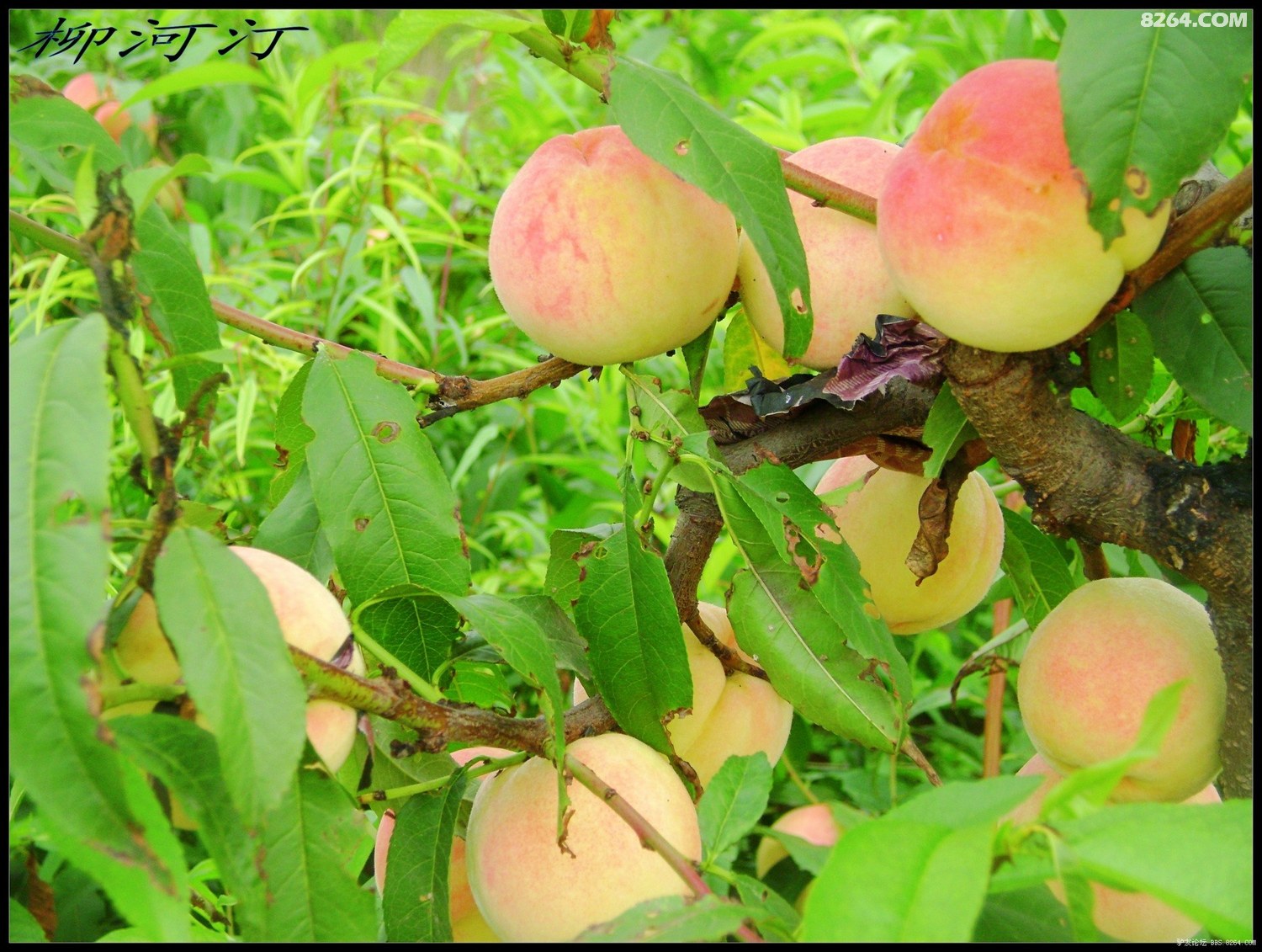 国产成人亚洲精品蜜芽
