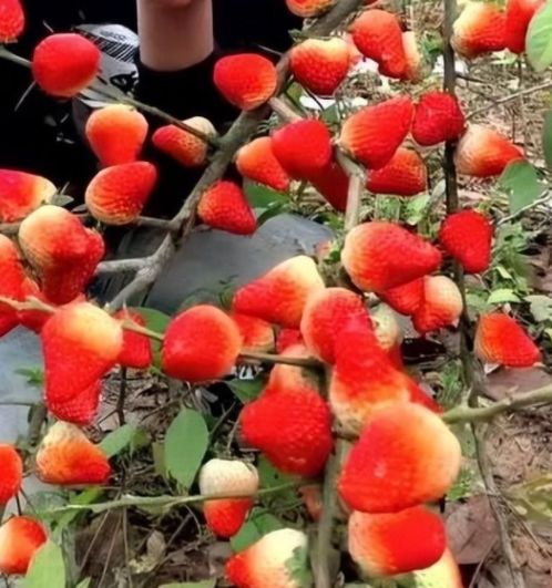 暖暖视频免费 高清 日本 这种免费模式吸引了大批用户