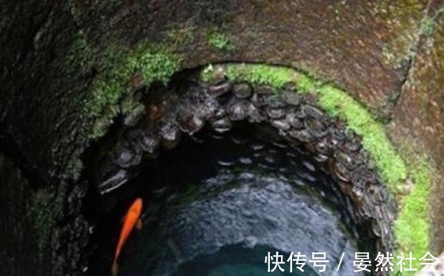 总统之夜啄木鸟 像啄木鸟一样“啄”个不停