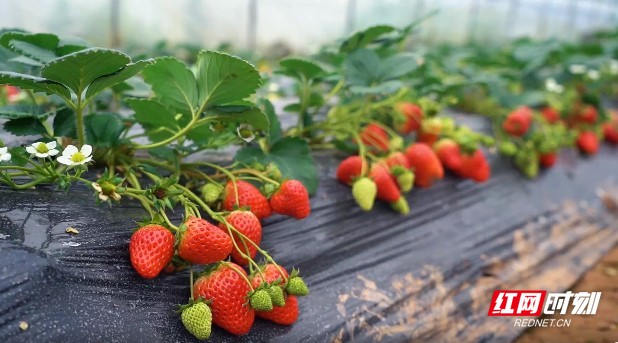 麻豆精品乱码WWW久久密 如何有效解决乱码问题