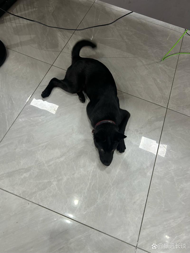 九色jiuse视频地址发布页 无附加服务或深度功能