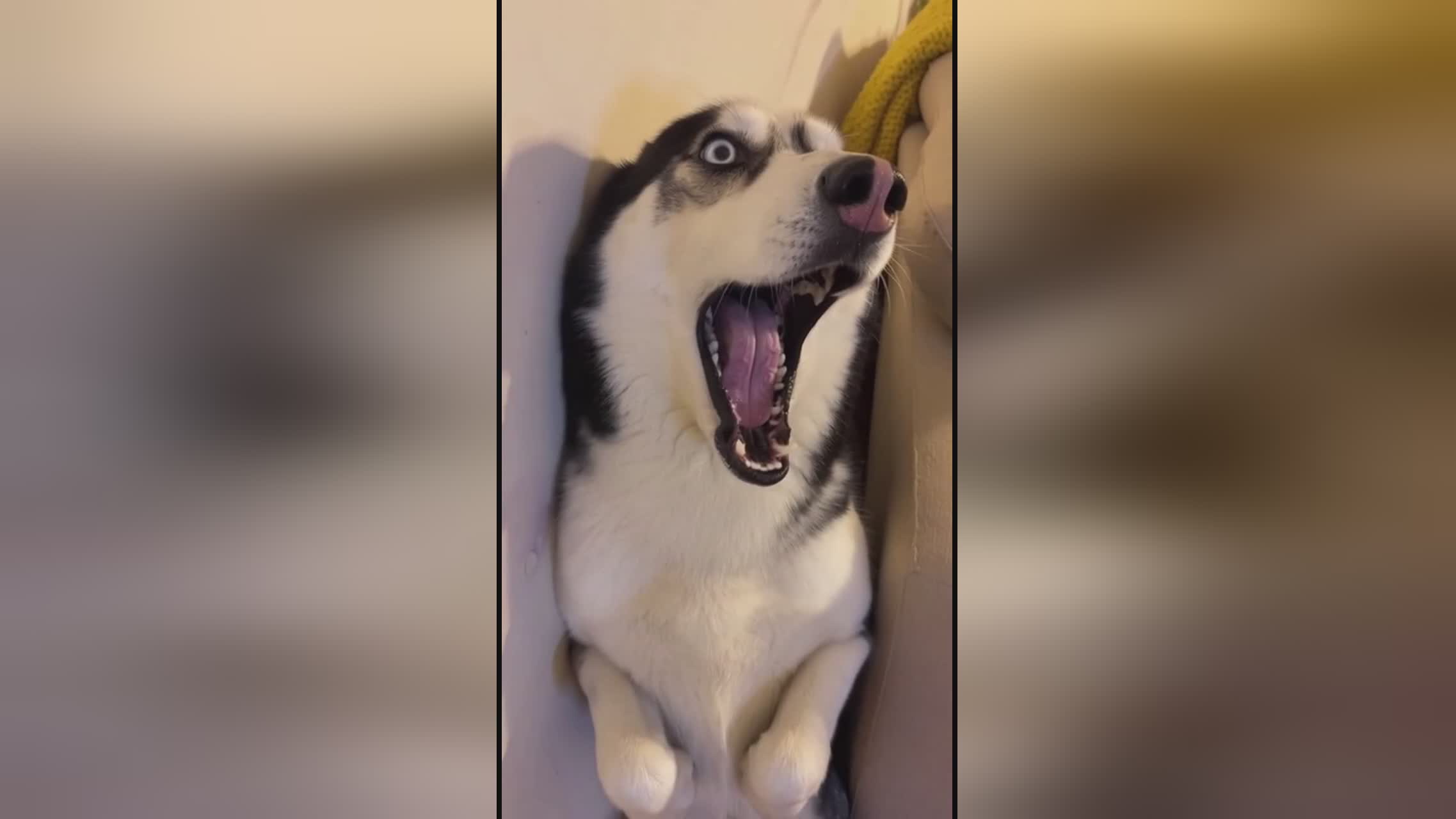 困困狗的日常 8:00 - 眯着眼睛等早餐