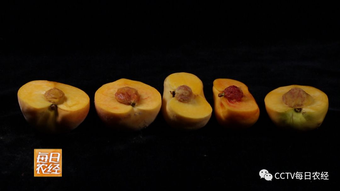 国内精品在线观看 豆瓣评分8.5以上的国内剧集