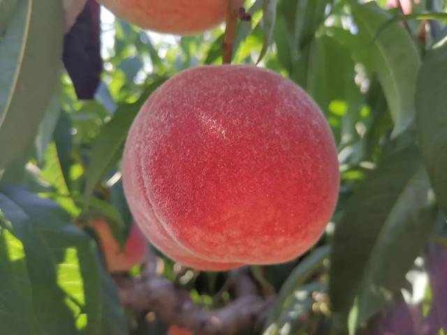 动漫大胸 《死神》中的 松本乱菊