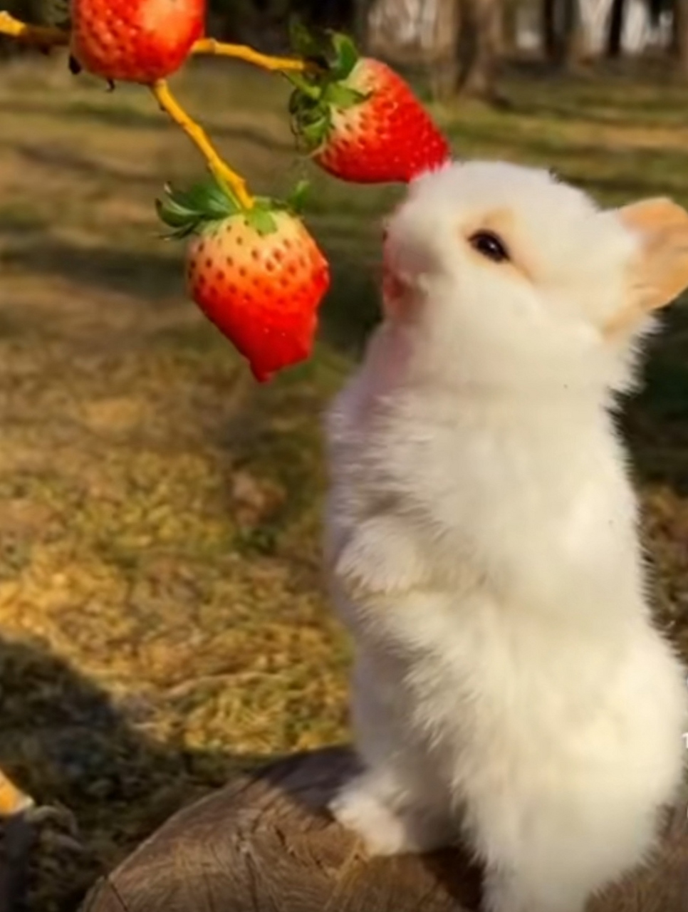 三叶芹观看 您可以在郊外徒步时留意寻找