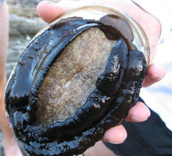 henhenlu是什么意思 什意思作品质量良莠不齐