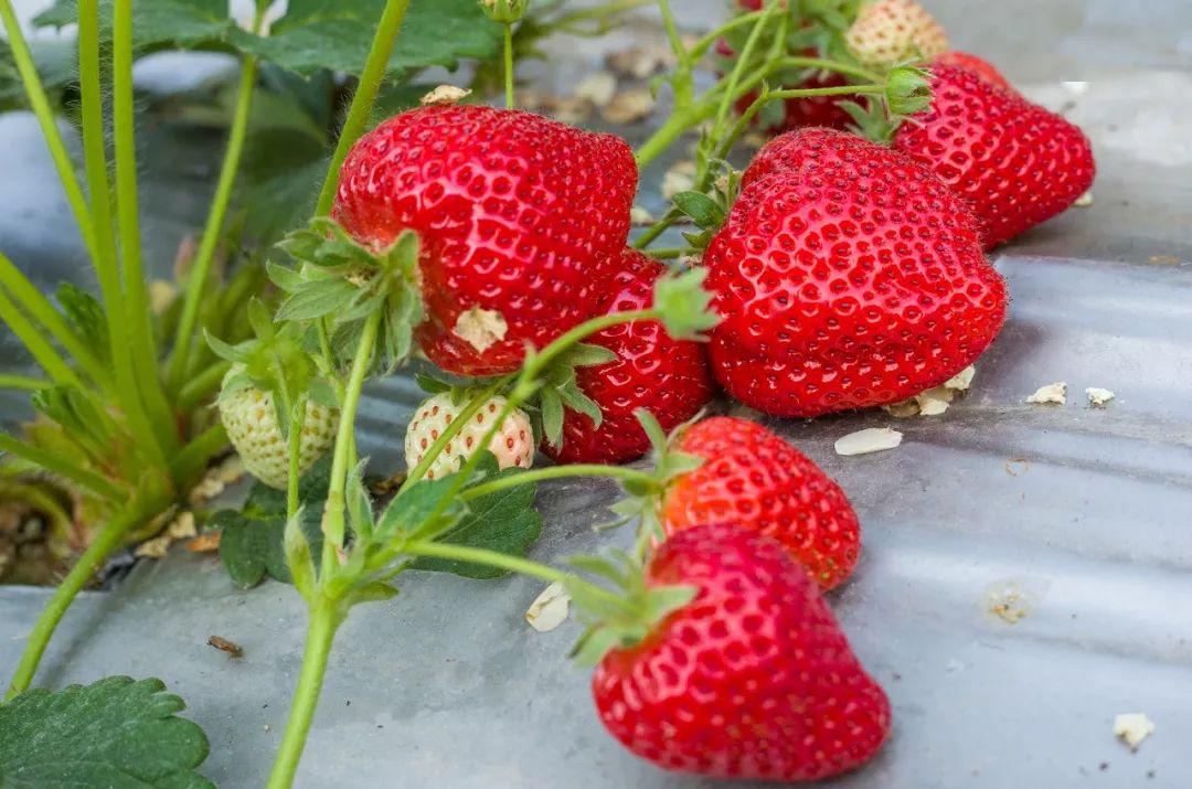 桃爱 桃爱如果你有其他问题