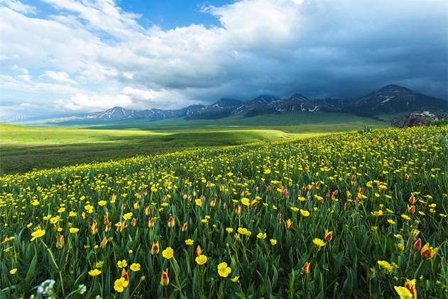 小马大车系列 我非常乐意为你提供帮助