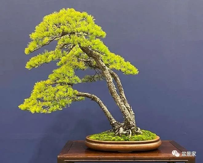 国产国产成人久久精品 