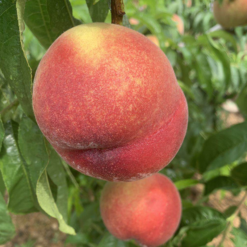 中文字幕精品亚洲人成