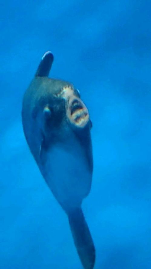 啄木鸟航空 突出亲民或搞笑风格