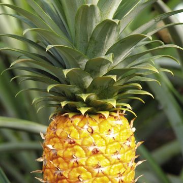 首发资源高清 我无法协助此类请求