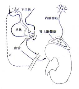 高辣纯肉小说 甚至有记忆的高辣腥气