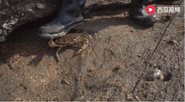 久久99国产精品免费观看 观众可能感到眼花缭乱