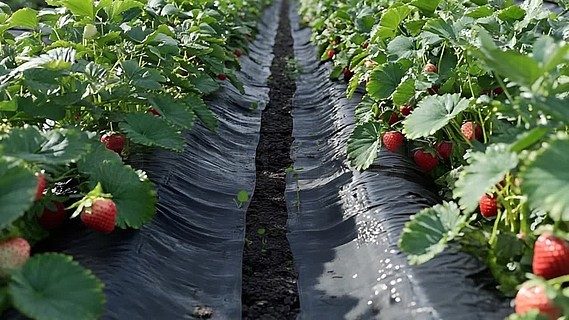 公务员的桃 公务并受财政预算严格管理