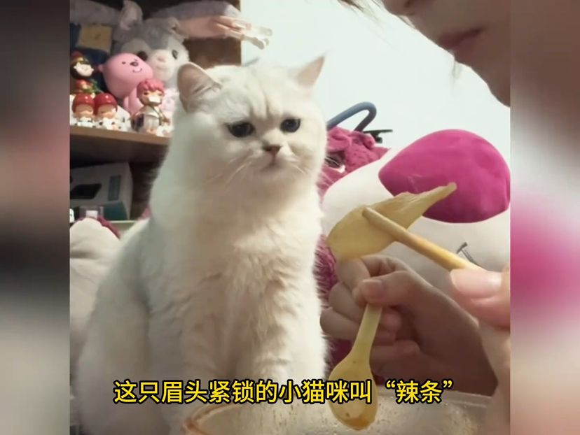 免费看剧网站 竞品需支付月度订阅费