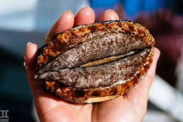 足球妈妈啄木鸟