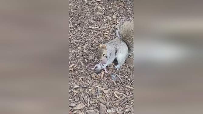 暗网幼幼小女孩