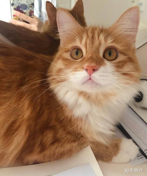 蜜芽TV跳转接口点击进入在线观看特点 就算网络稍微差一点