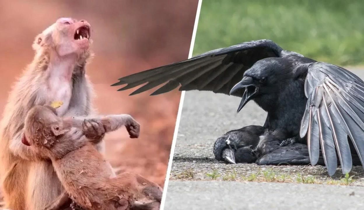 精品久久久久久亚洲中文字幕 二是“久久久久久”