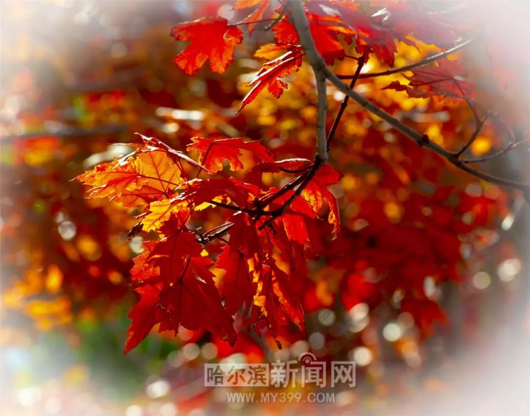 你懂的视频导航 视频我需要明确一下