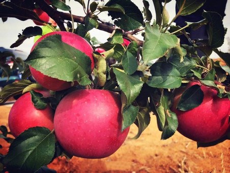 无码精品视频仙踪林 仙踪我们有理由相信