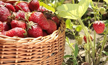 38℃2啄木鸟 网络信息不能替代专业诊断