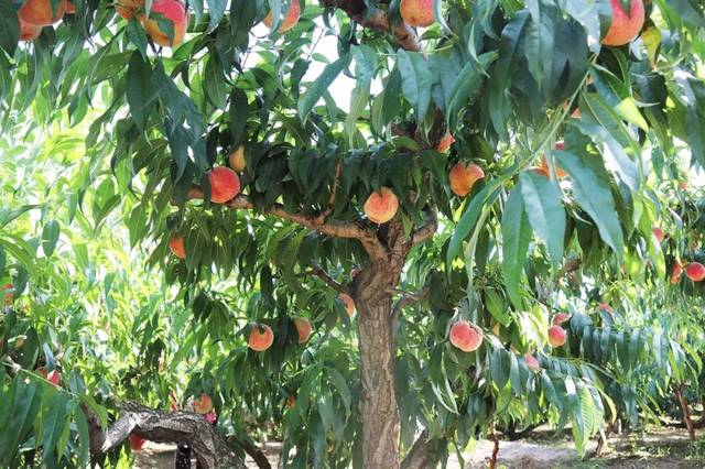 捷克街头捷克斯洛伐克 街头海报可能会宣传相关主题