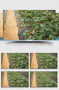 菠萝蜜 菠萝蜜果肉香甜浓郁