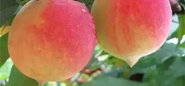 国产精品机视频大陆