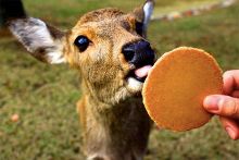 无限臀啥 特定社群内的无限臀啥梗