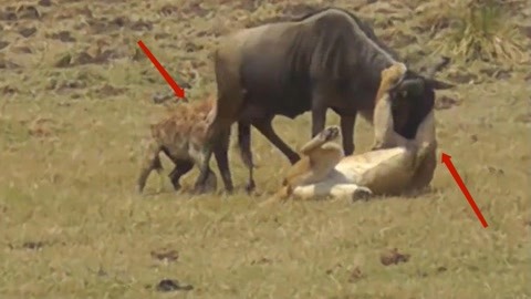 成人精品视频一区二区三区尤物