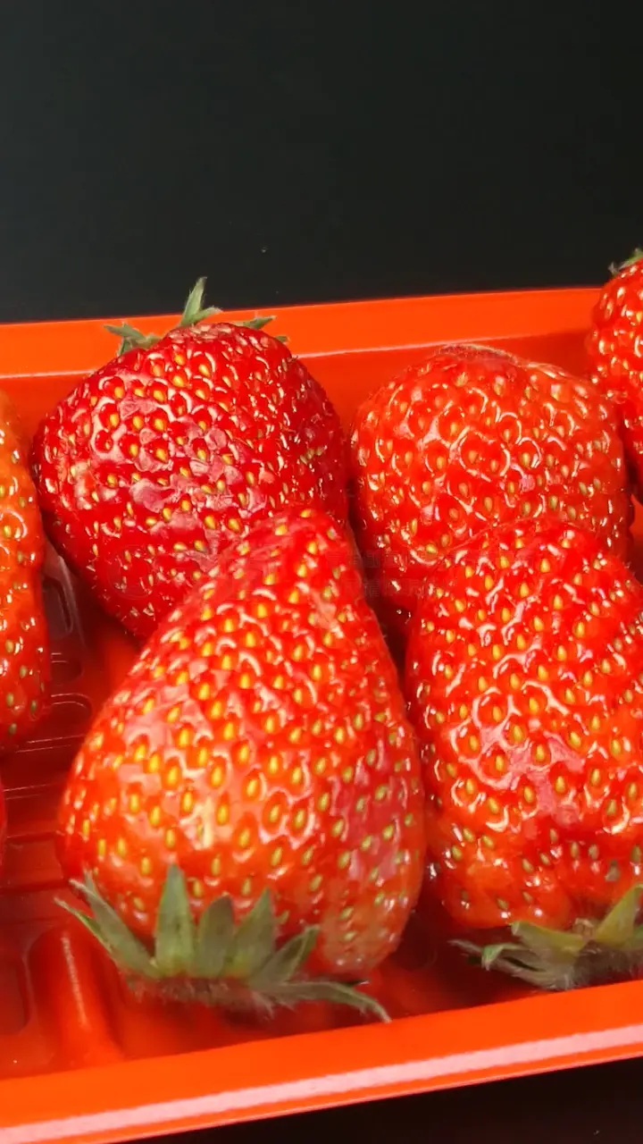 国外大车拉小马 国外澳大利亚等地区