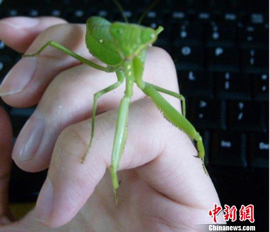 小马拉大车 海角 小马如果你有其他问题