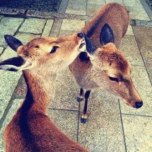 火 影 忍 者 本 子 大 全 彩 绘 28 漩 涡 玖 +辛 奈 火影绘漩如果你有其他问题